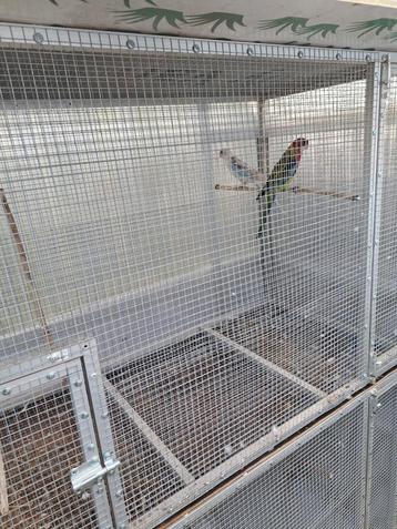 Rosellas  beschikbaar voor biedingen