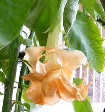 Florabelle Brugmansia planten (Dubbelbloemig), Tuin en Terras, Planten | Tuinplanten, Volle zon, Vaste plant, Zomer, Ophalen