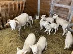 Schapen/Wiltshire horne, Dieren en Toebehoren, Schapen, Geiten en Varkens, Schaap