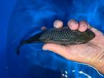 Diverse jonge koi, Dieren en Toebehoren, Vissen | Vijvervissen