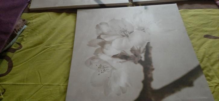Canvas met orchidee, Verzamelen, Foto's en Prenten, Foto, Ophalen