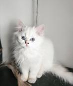 Chatons britanniques à poil court et à poil long, de race pu, Animaux & Accessoires, Plusieurs animaux, Vermifugé, 0 à 2 ans