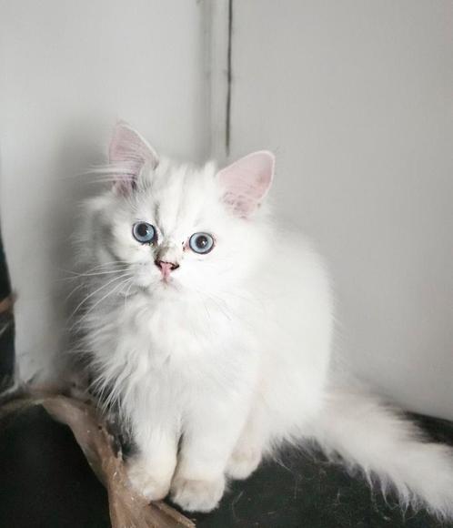 Britse korthaar en langhaar point kittens raszuiver, Dieren en Toebehoren, Katten en Kittens | Raskatten | Langhaar, Meerdere dieren