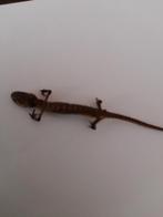 Taxidermie salamander (volledig intact), Ophalen of Verzenden
