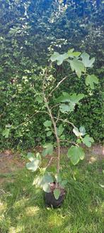 Vijgenboom, Tuin en Terras, Planten | Fruitbomen, Ophalen, Vijgenboom