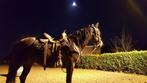Horsemanship - training, Animaux & Accessoires, Chevaux