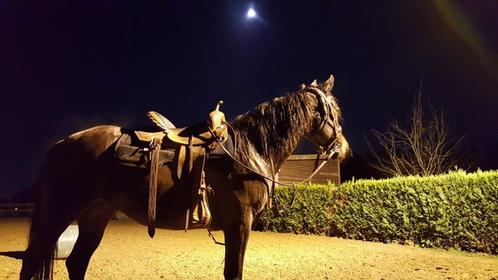 Horsemanship - training, Dieren en Toebehoren, Paarden