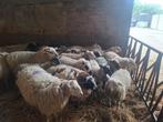 Offerfeest, Dieren en Toebehoren, Schapen, Geiten en Varkens