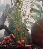 Roze posthoornslakken, Dieren en Toebehoren, Slak of Weekdier, Zoetwatervis