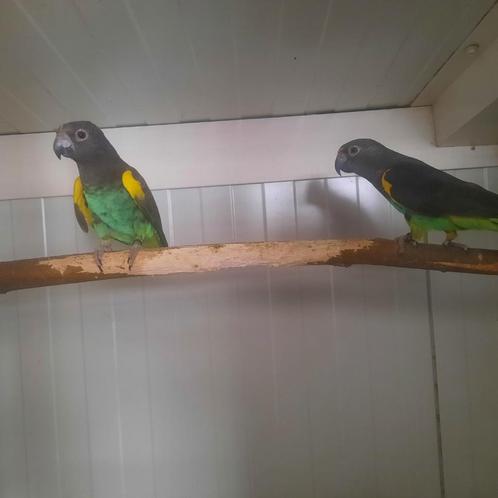 Prachtkoppel Poicephalus meyeri Damarensis / Meyer-papegaai, Dieren en Toebehoren, Vogels | Parkieten en Papegaaien, Papegaai