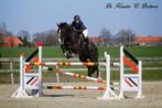 jong springpaard gezocht, Dieren en Toebehoren, Onbeleerd, 160 tot 165 cm, Springpaard, Gechipt