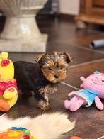 Chiots Yorkshire, Yorkshire Terrier, Plusieurs, Hépatite contagieuse (maladie de Rubarth), Belgique