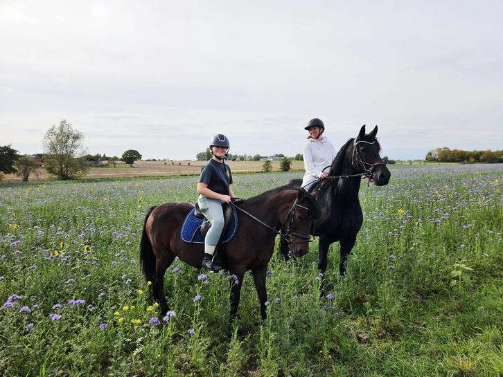 Molli d - 8 j - merrie, Animaux & Accessoires, Chevaux, Jument, Moins de 160 cm, 7 à 10 ans, Cheval de saut, Avec puce électronique