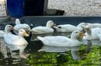 witte kwakers, Dieren en Toebehoren, Tam