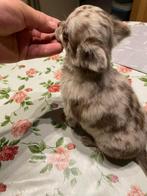 chihuahua pups t.cup & mini raszuiver zeer mooie ! kleintjes, Dieren en Toebehoren, Honden | Chihuahua's en Gezelschapshonden
