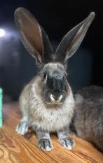 Duitse reuzen uitzonderlijke kleuren, Plusieurs animaux, Grand, 0 à 2 ans