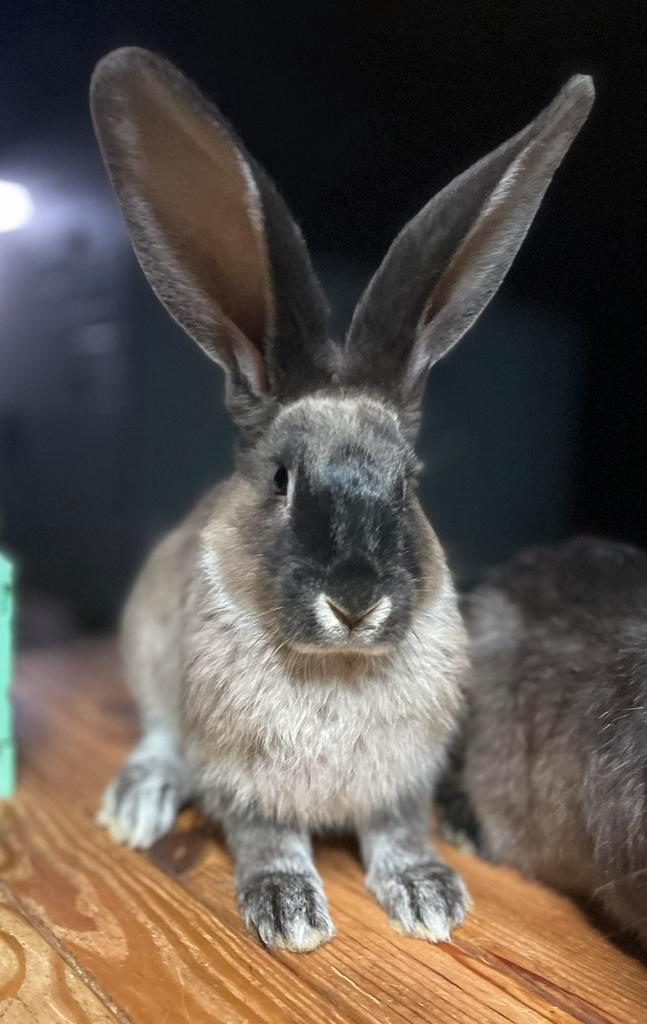 Duitse reuzen uitzonderlijke kleuren, Dieren en Toebehoren, Konijnen, Groot, Meerdere dieren, 0 tot 2 jaar