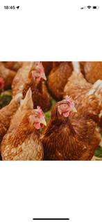 €6 euro per legkip (minimaal 10 legkippen), Dieren en Toebehoren, Pluimvee