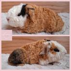 Prachtig Us Teddy beertje, Animaux & Accessoires, Rongeurs, Mâle, Cobaye, Domestique