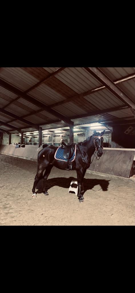 Weidemaatje ter adoptie, Dieren en Toebehoren, Paarden, Merrie, Niet van toepassing, 165 tot 170 cm, 7 tot 10 jaar, Dressuurpaard