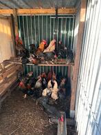 Hanen, Dieren en Toebehoren, Pluimvee, Mannelijk, Kip