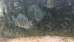 GERESERVEERD GRATIS discus vissen, Dieren en Toebehoren, Vissen | Aquariumvissen, Vis