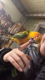 Zonparkiet & pyrrhura, Dieren en Toebehoren, Vogels | Parkieten en Papegaaien, Mannelijk, Papegaai, Geringd