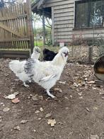 Zijdehoen haantje, Dieren en Toebehoren, Pluimvee, Mannelijk, Kip