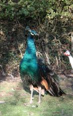 Spalding pauwen, Dieren en Toebehoren, Pluimvee, Meerdere dieren, Overige soorten