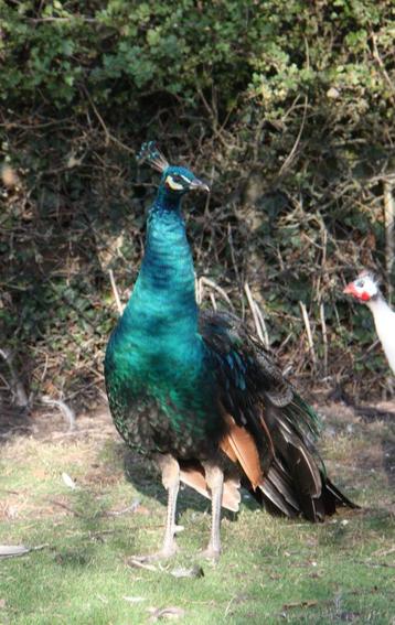 Spalding pauwen  beschikbaar voor biedingen