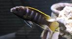 Labidochromis mbamba bay malawi cichliden, Dieren en Toebehoren, Vissen | Aquariumvissen, Vis, Zoetwatervis