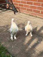 Jonge takla duiven, Dieren en Toebehoren