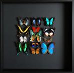 Magnifique Composition de 13 papillons exotiques cadre 50x50, Insecte, Animal empaillé, Enlèvement ou Envoi, Neuf