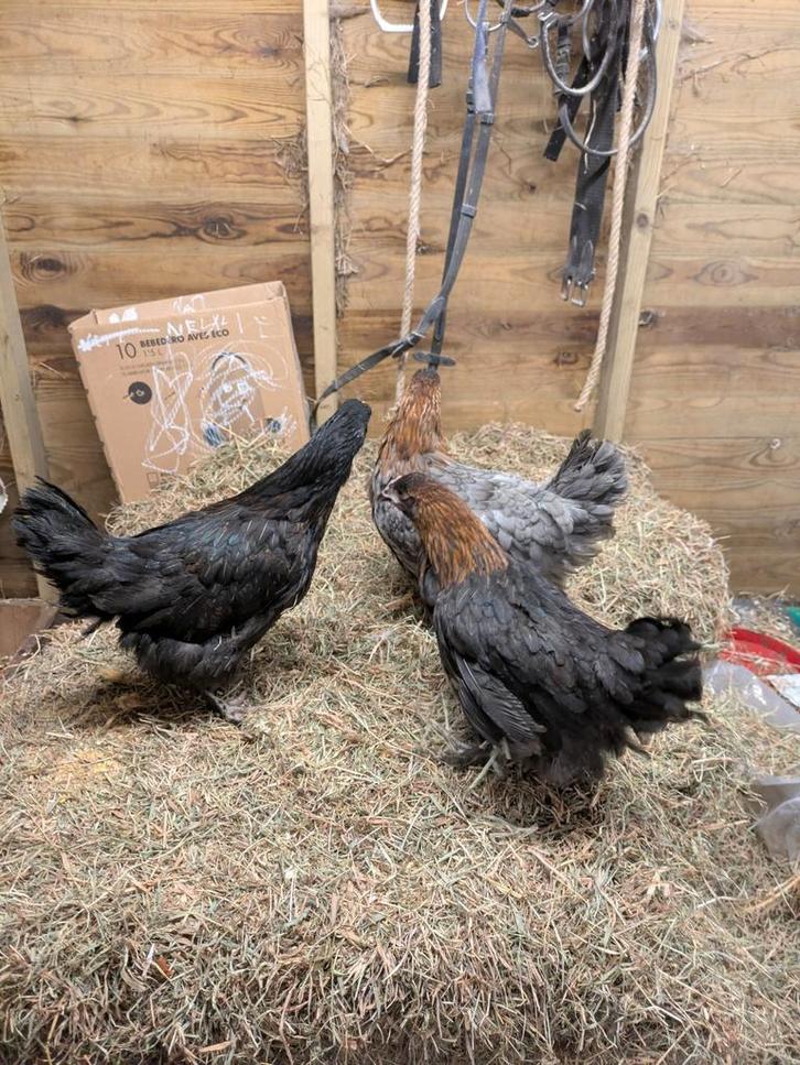 Marans, Dieren en Toebehoren, Pluimvee