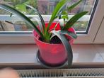 Lys Saint Joseph (Clivia minitia), Huis en Inrichting, Kamerplanten, Ophalen, Overige soorten, Halfschaduw, In pot