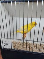 Kanaries, Dieren en Toebehoren, Vogels | Kanaries