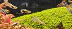 Guppy's, Dieren en Toebehoren, Vis, Zoetwatervis, Schoolvis