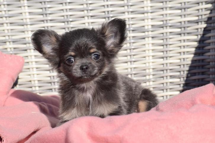 Chiots Chihuahua, Animaux & Accessoires, Chiens | Chihuahuas & Chiens de compagnie, Plusieurs animaux, Chihuahua, Éleveur | Professionnel