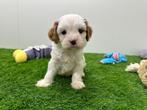 Nestjes Cavapoo pups, België, CDV (hondenziekte), 8 tot 15 weken, Meerdere