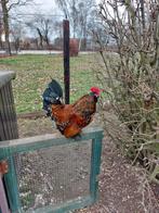 Ukkelse baardkriel haantjes, Dieren en Toebehoren