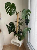 Monstera deliciosa met binnenpot, Huis en Inrichting, Kamerplanten, Ophalen, 100 tot 150 cm