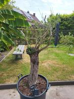 olijfboom met ruwe stam, 100 tot 250 cm, Olijfboom, Ophalen, Volle zon