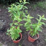 phlox vasteplant, Zomer, Vaste plant, Ophalen