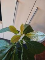 Avocatier en floraison 145 cm, En pot, 150 à 200 cm, Plante fruitière, Plante verte