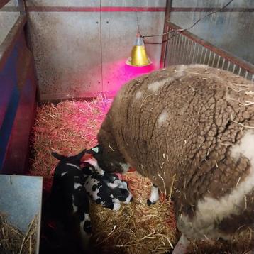 Baggerbonte lammetjes  beschikbaar voor biedingen