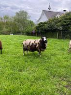 Luxe baggerbonte dekram, Schaap, Mannelijk, 3 tot 5 jaar