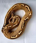 Python royal, Animaux & Accessoires