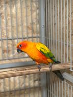 Zonparkiet kweek man, Dieren en Toebehoren
