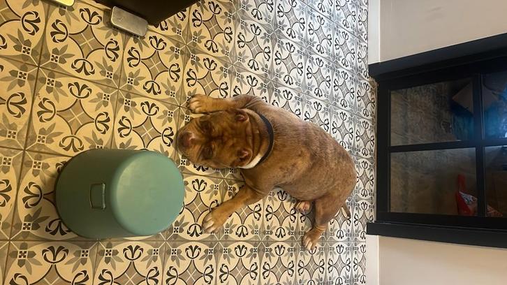 American pocket bully ter adoptie, Dieren en Toebehoren, Honden | Bulldogs, Pinschers en Molossers, Reu, Overige rassen, Particulier