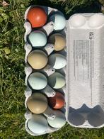 Broedeieren olijfleggers (Marans x Cream Legbar), Dieren en Toebehoren, Pluimvee